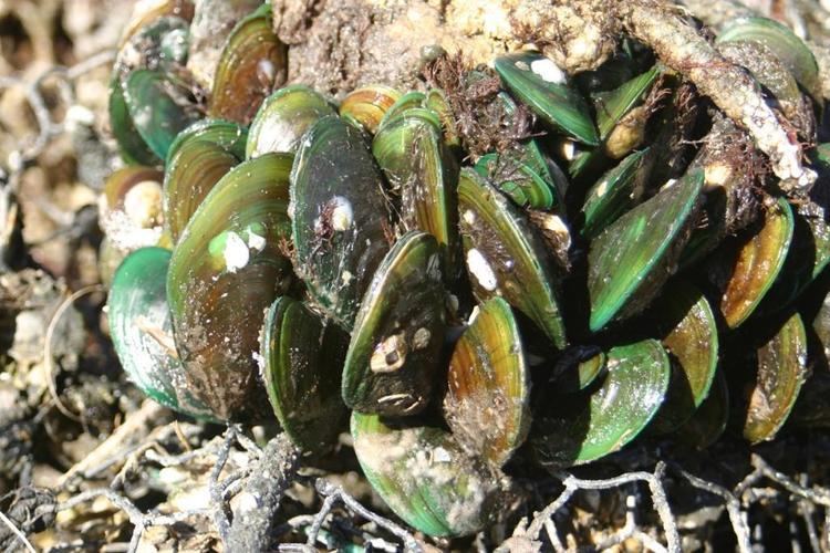 Asian Green Mussel