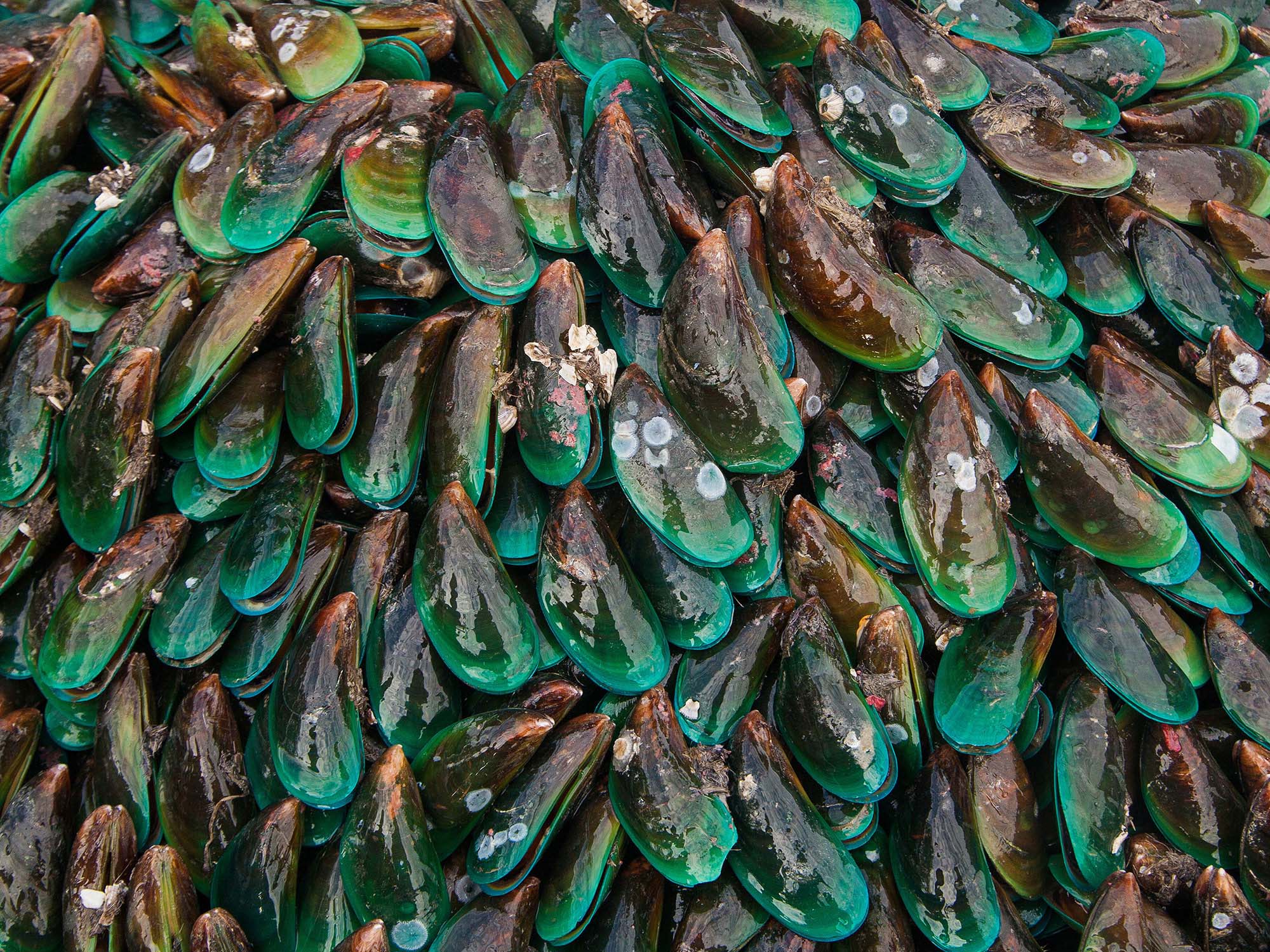 NZ Green-lipped Mussel