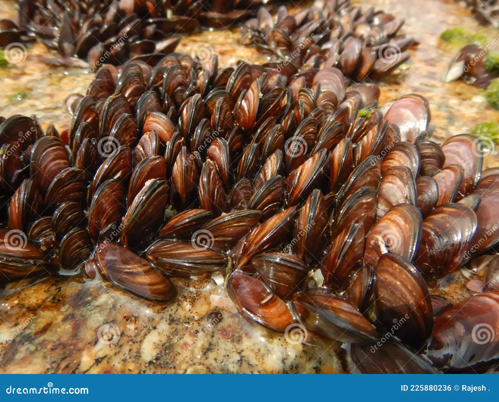 Brown Mussel