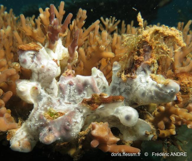White Colonial Sea Squirt