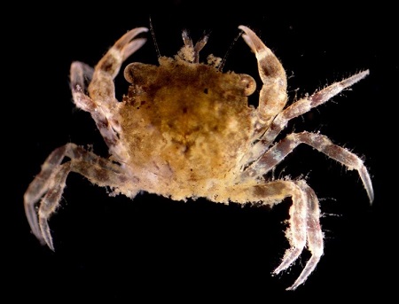 Harris Mud Crab