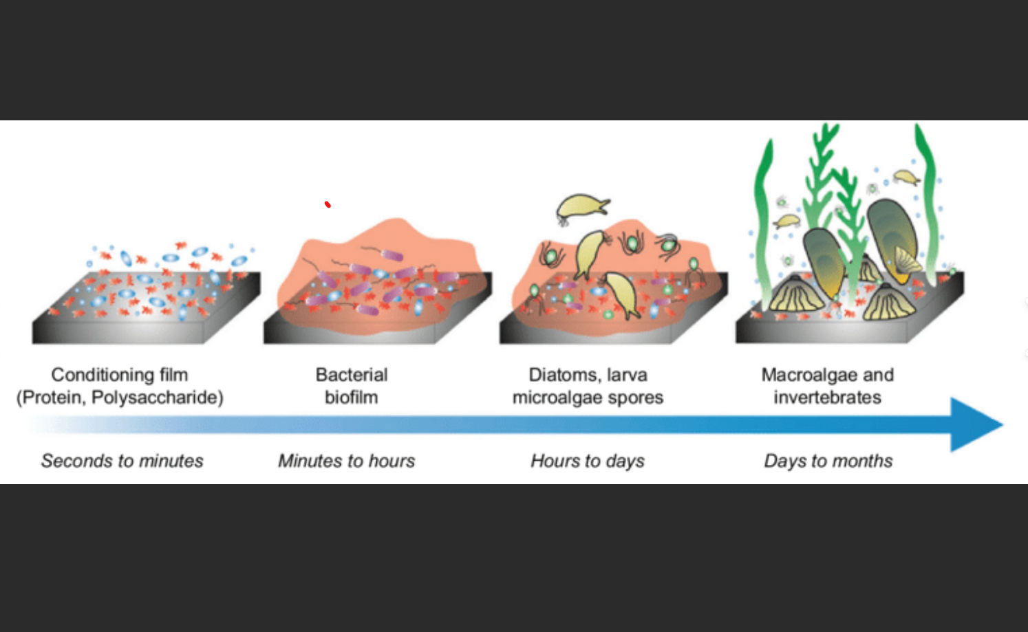 Progressive stages of marine growth